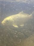 Carpa Koi 13-15 cm