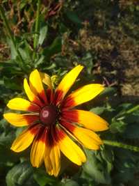 Рудбекія-чудова багаторічна садова квітка