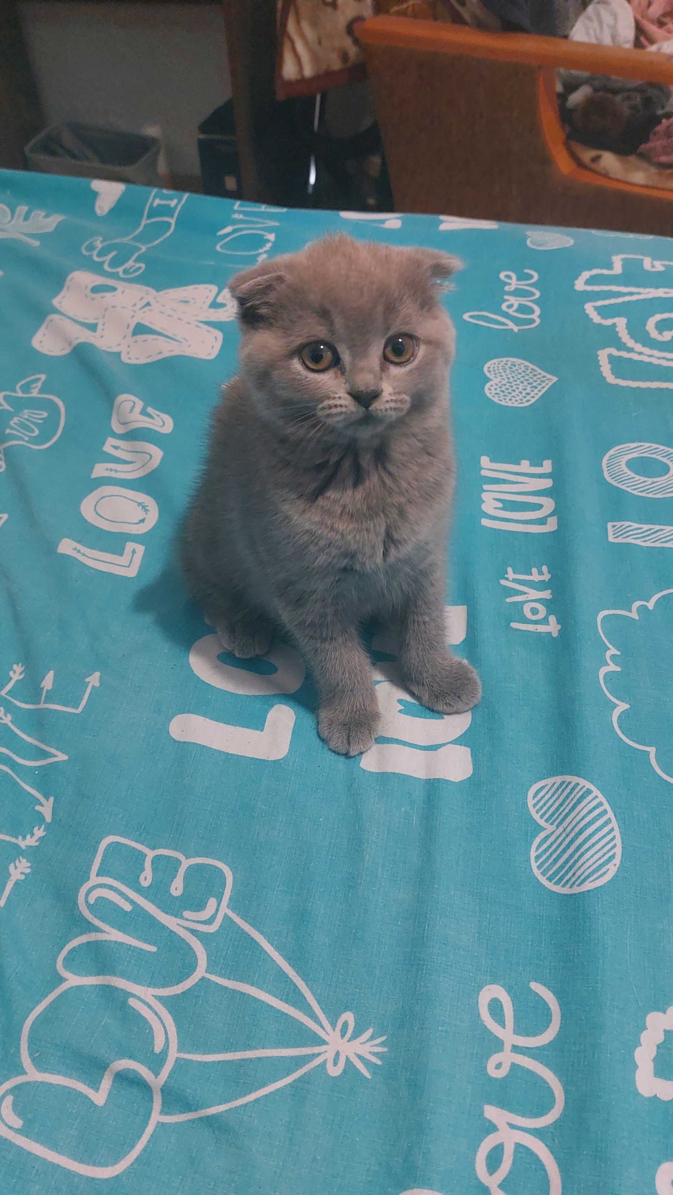 Koteczka brytyjska ( scottish fold) w kolorze niebieskim