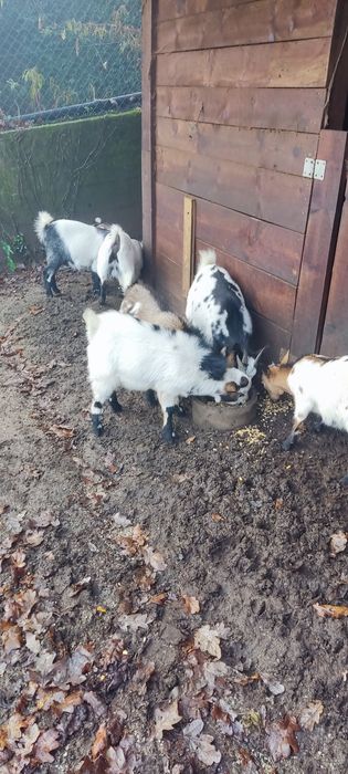 Cabras anãs para venda