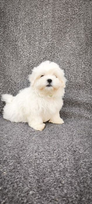 Мальтійська болонка мальчик  (Maltese) — Корея