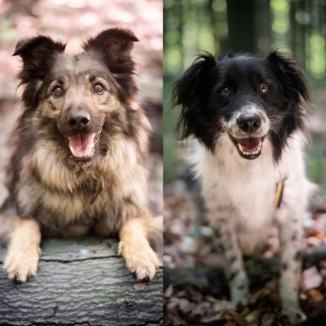 KOSMO & ASTRO | psy w typie border collie. Adopcja w dwupaku.