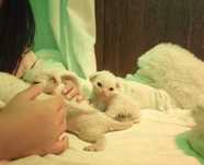Devon Rex Brancos
