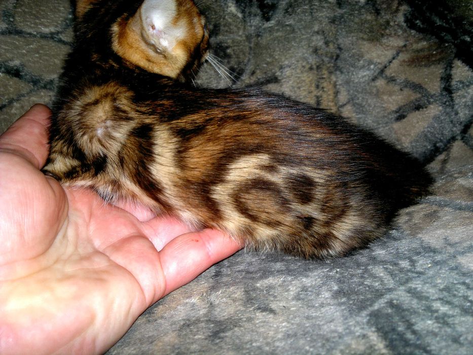 Торг є! Бенгальський хлопчик в золотому BENn24