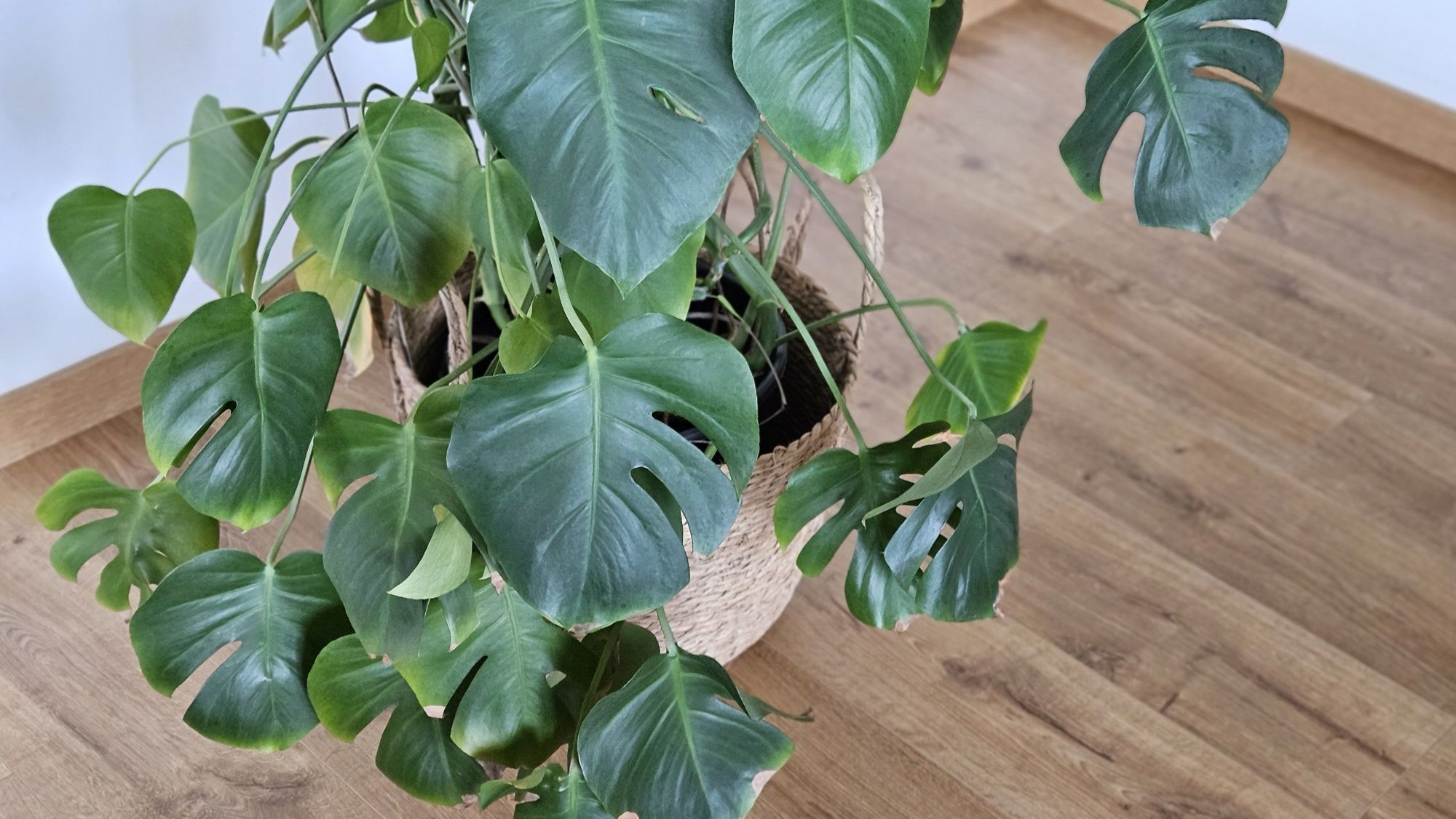Monstera dziurawa duża