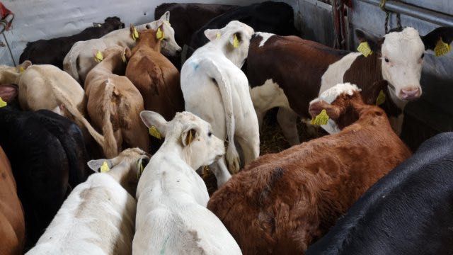 Cielaki mięsne Rutka Tartak