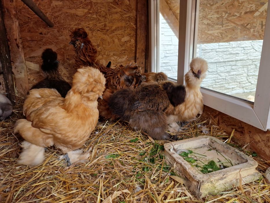 Jajka lęgowe silka jedwabista/satynowa/lokowana/wysyłka