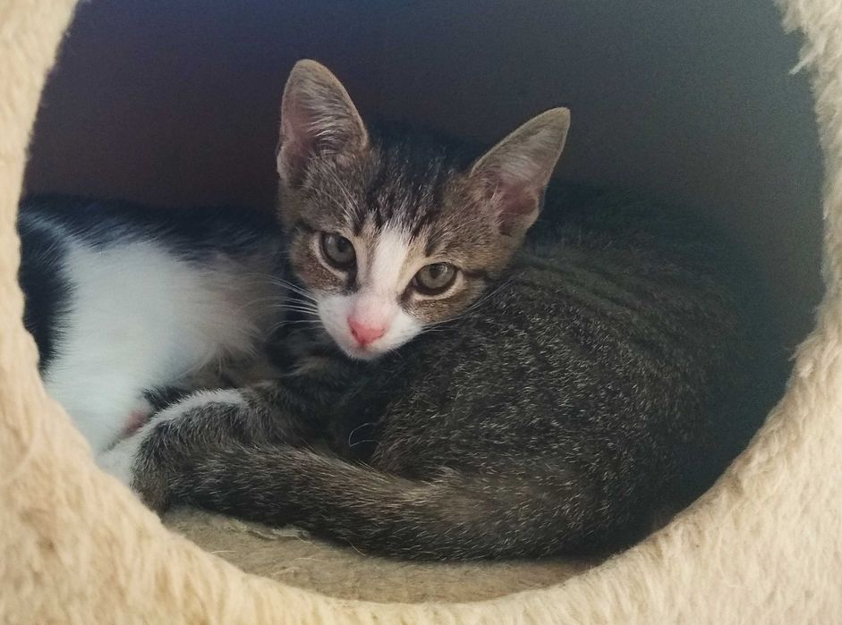 13-tygodniowa kicia Tygryska