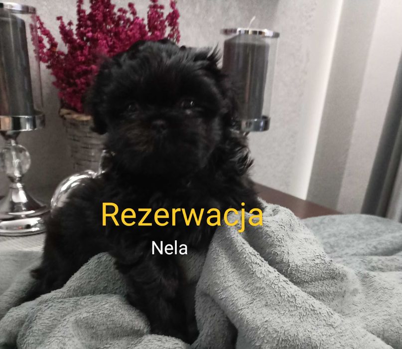 Rezerwacja Shih Tzu suczka Nela rodowód