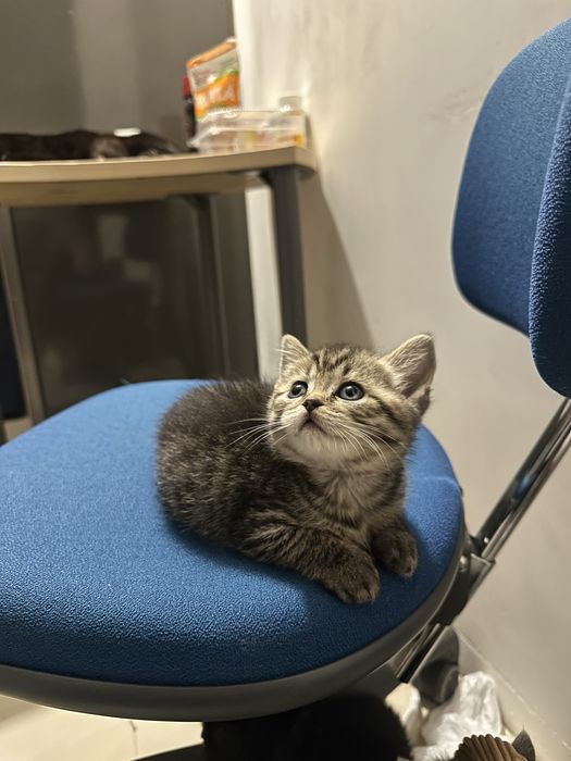 Кошеня дівчинка