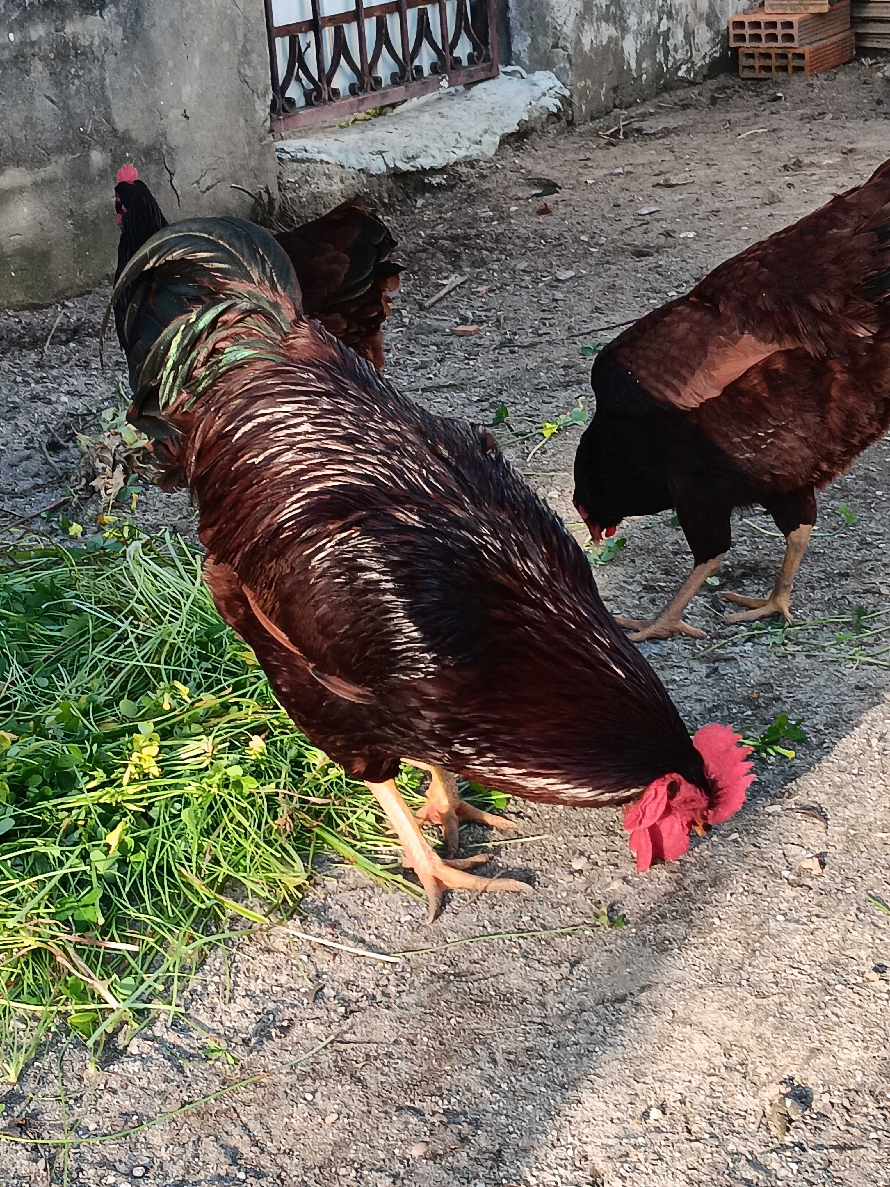 Ovos galados  rhode island red