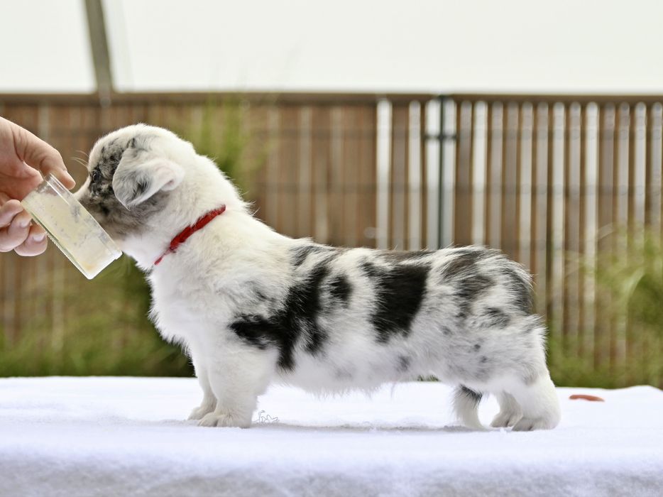 Welsh Corgi Cardugan
