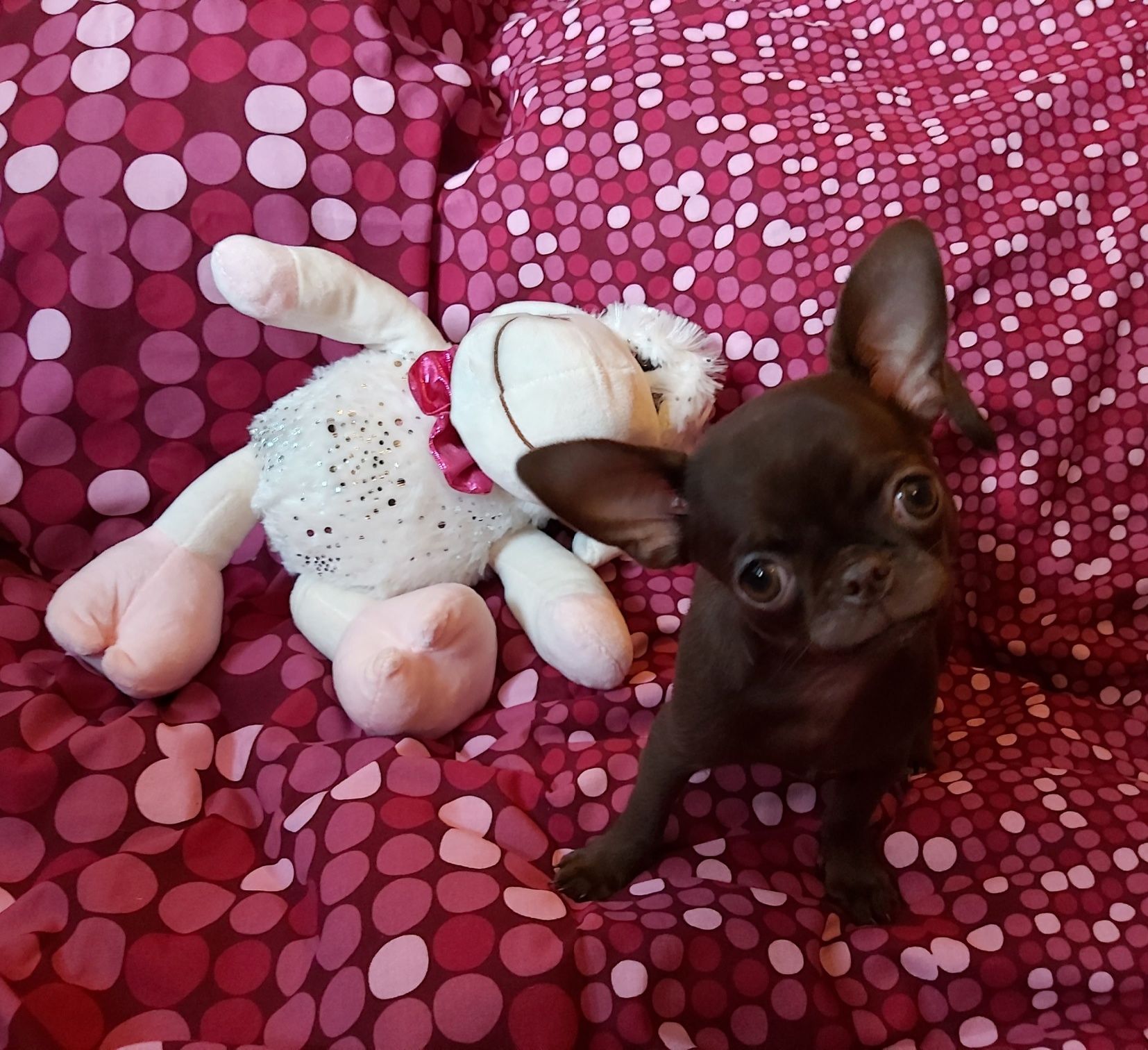 Dla konesera rasy Chihuahua CUDNA wyjątkowa czekoladowa suczka***FURIA