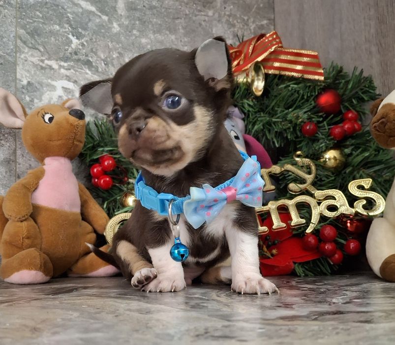 Продам щенки чихуахуа с родословной