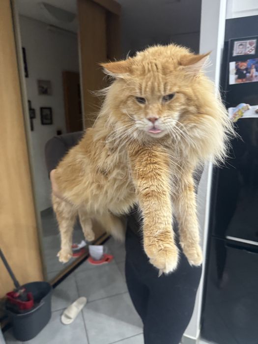 Manie Coon Polodacyl wolne