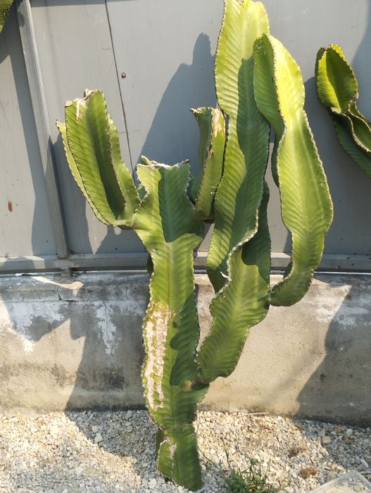 Catos vários tamanhos