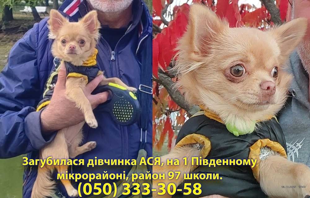 7000гр.ВОЗНАГРОЖЕНИЕ !!!Пропала собачка породы чихуахуа,