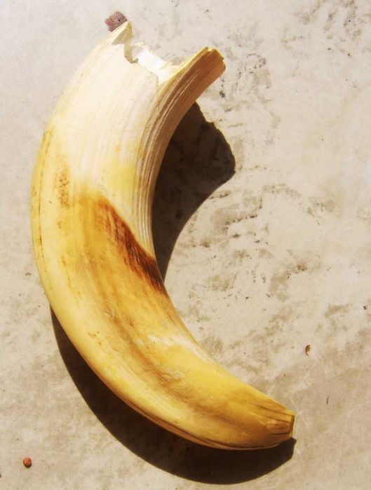 Wielki Kieł Dużego Hipopotama z Egiptu