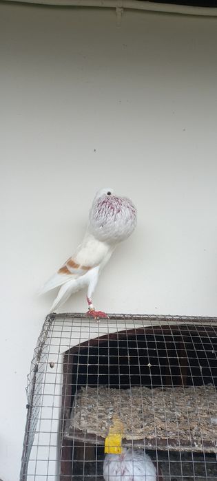 Garłacze vorburskie