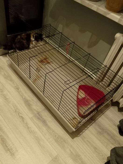 Klatka dla świnki morskiej krolika