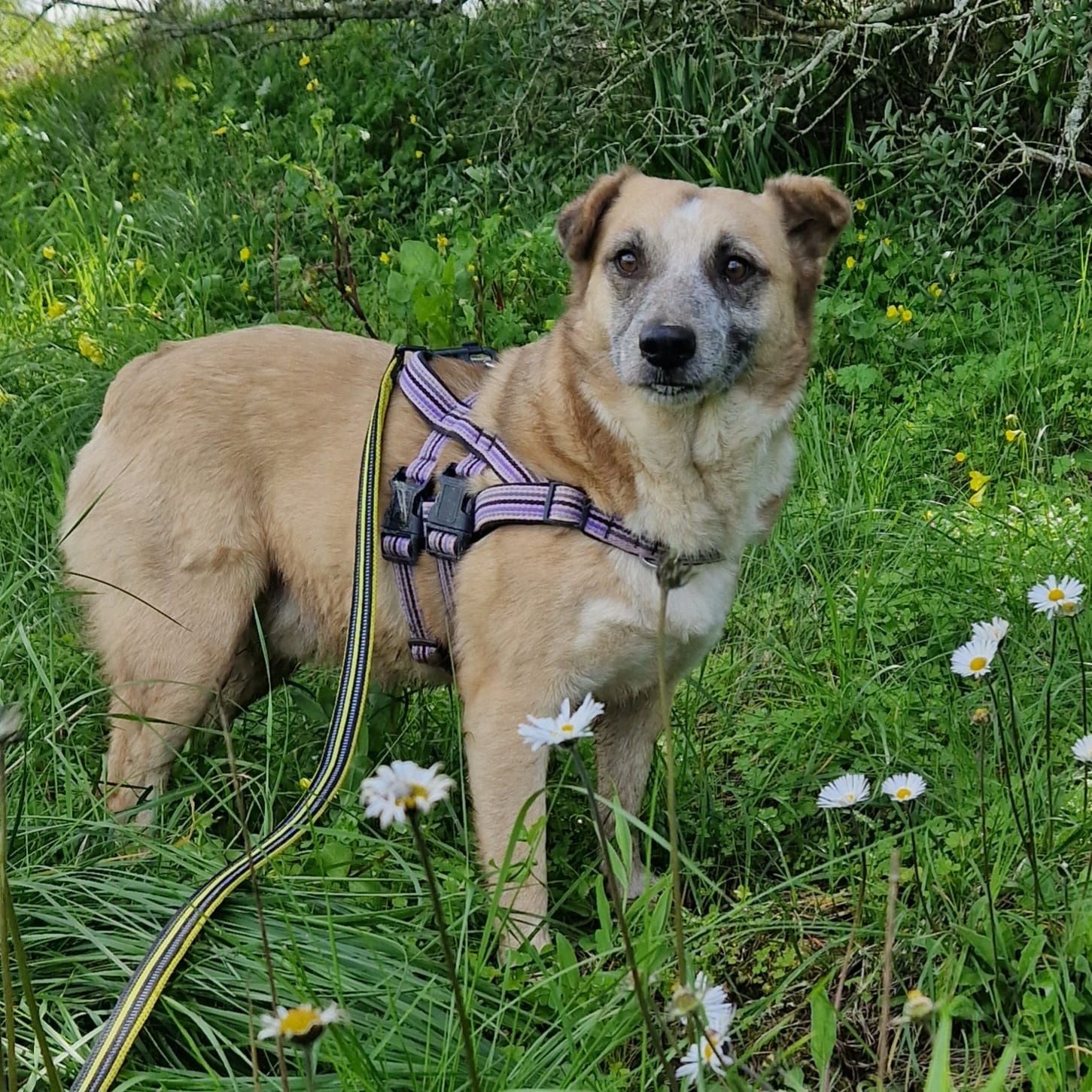 Jungle - cão médio para adoção