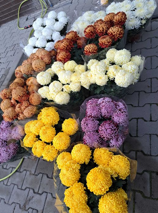 Chryzantemy doniczkowe