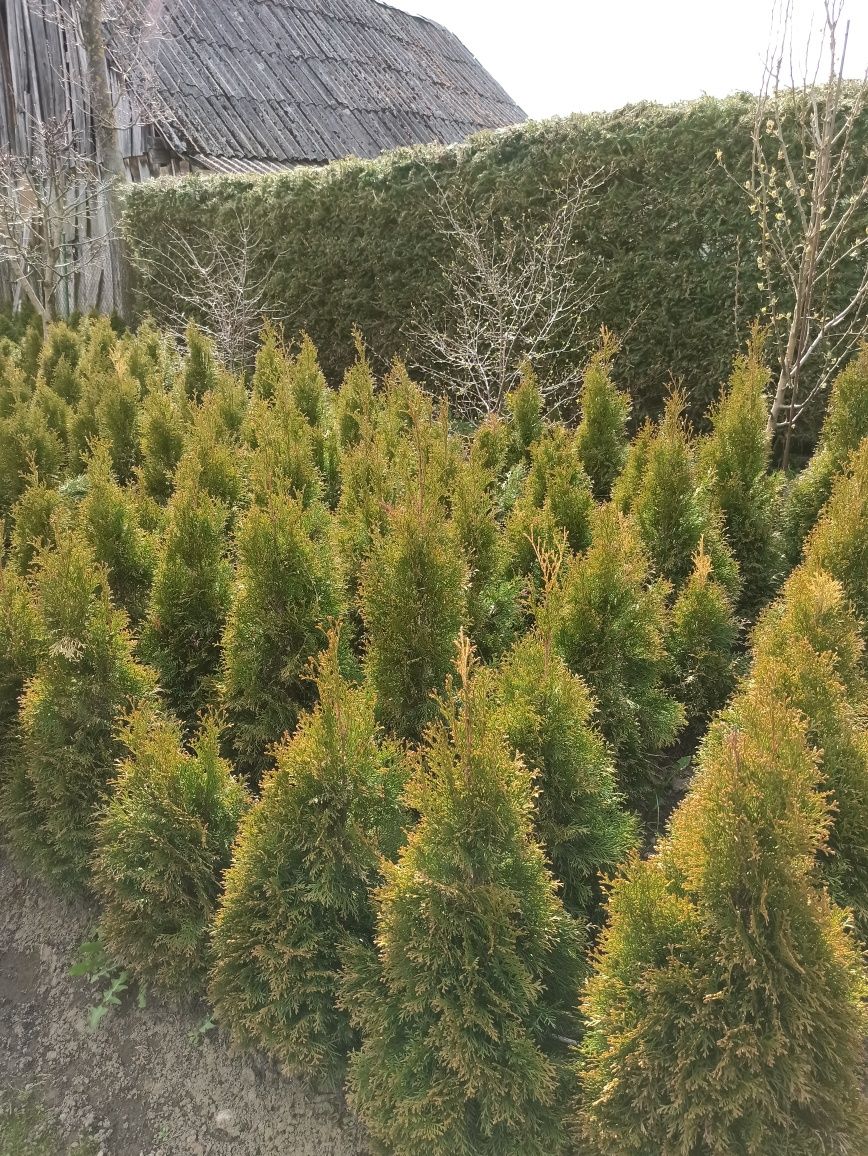 Tuja Thuja Smaragd Szmaragd 60-100cm