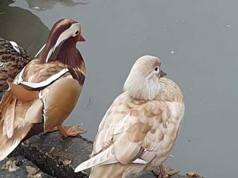 Patos  gansos perus garnizas