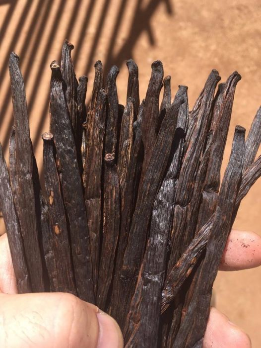 Laski Wanilii Ugandan Gold