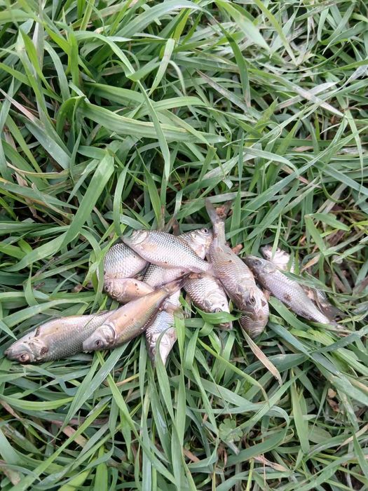 Зарибок коропа-однорічка