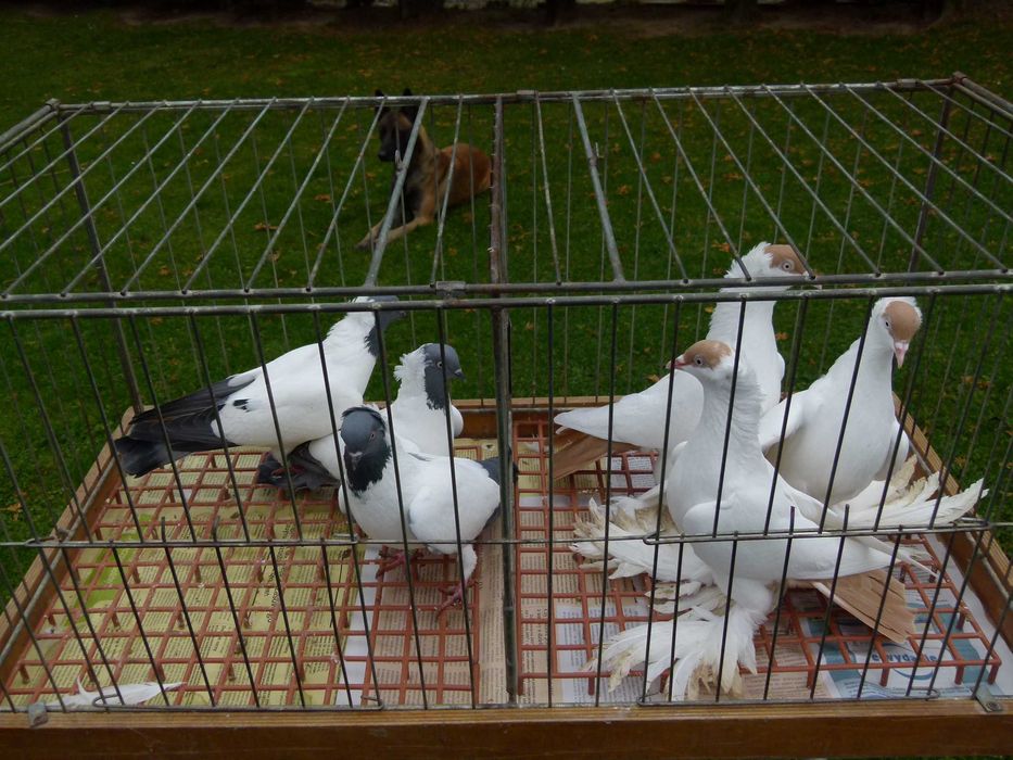 Gołębie zakonniki niemiecki i krymka polska