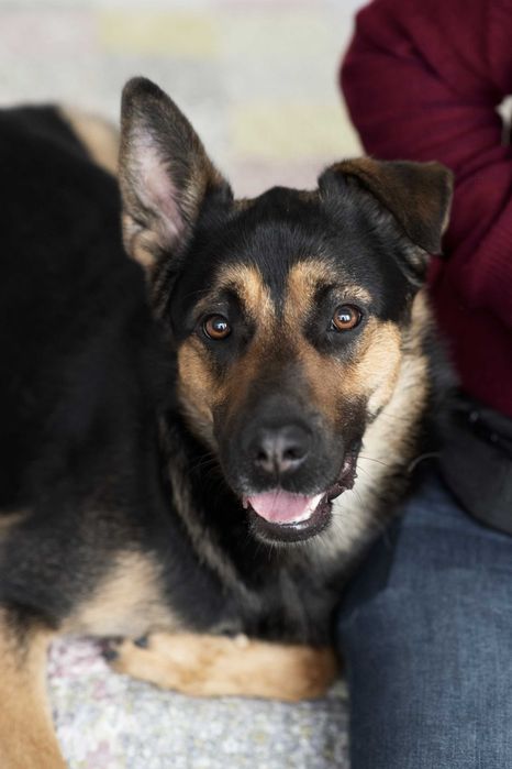 Cudowny wilczek na tropie domu