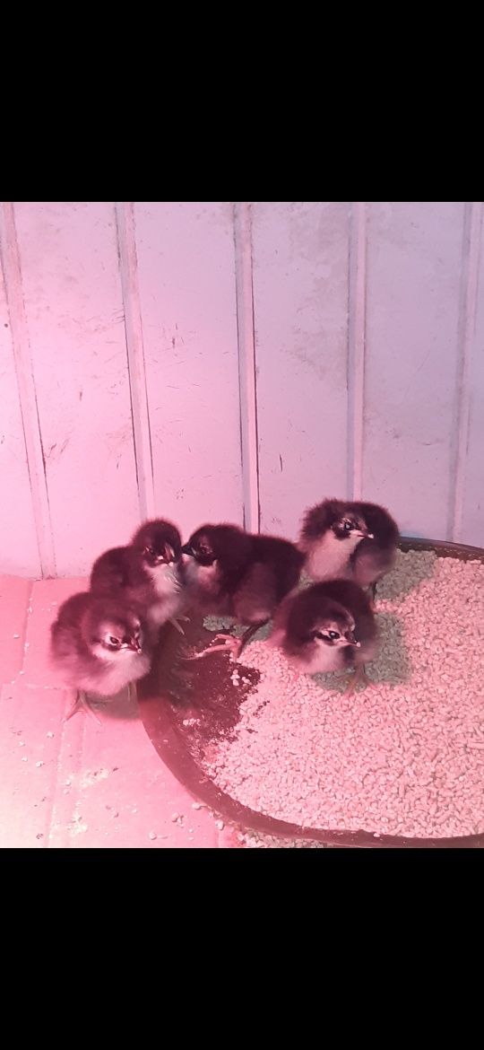 Vendo ovos férteis e pintos de Australorp negra