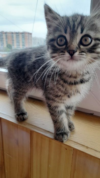 Віддам котика в добрі руки