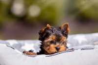 Yorkshire Terrier FCI/ ZKwP