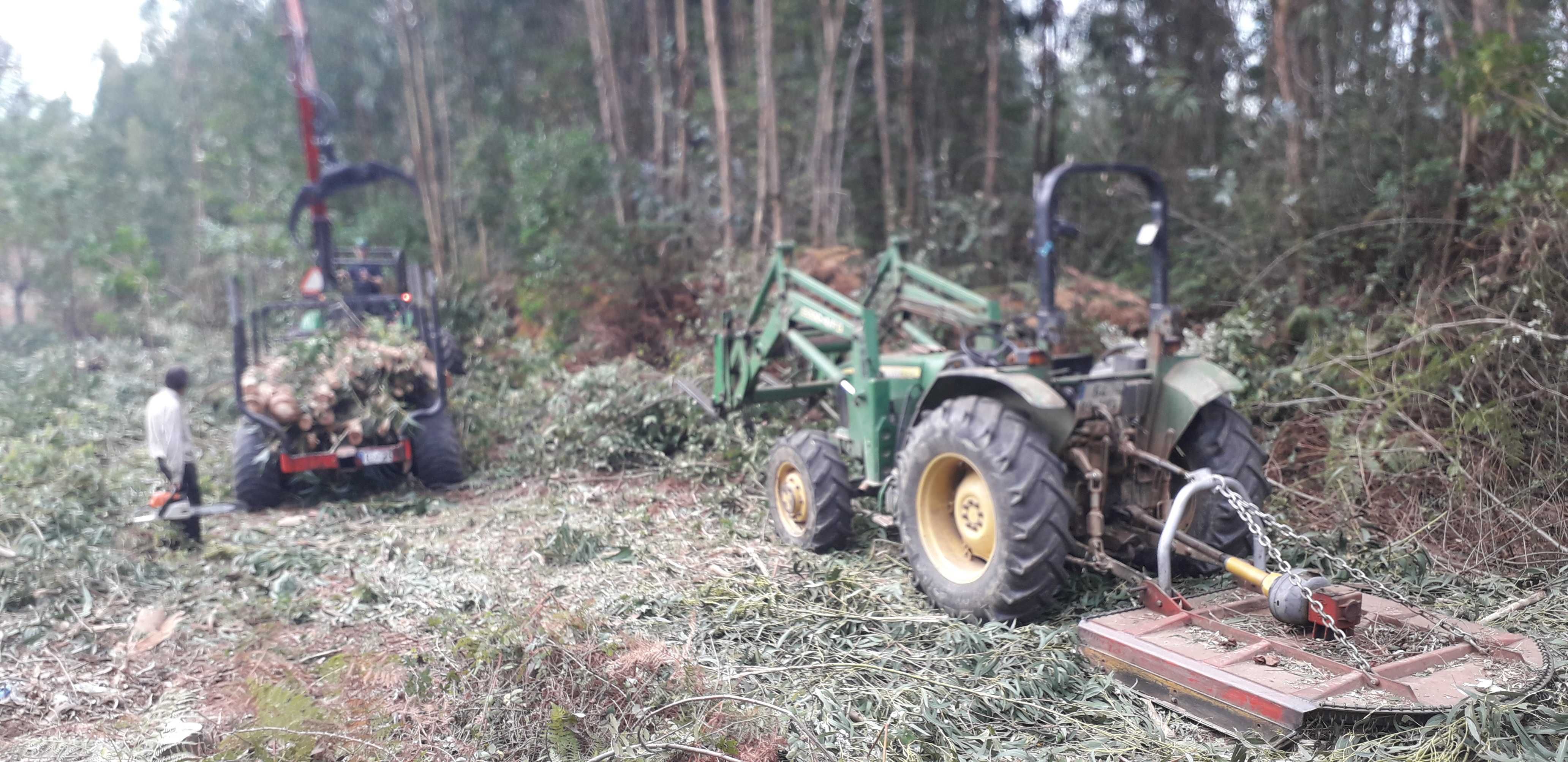 Limpeza de terrenos e abate de árvores