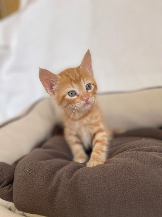 Котята котики отдам рыжий котенок