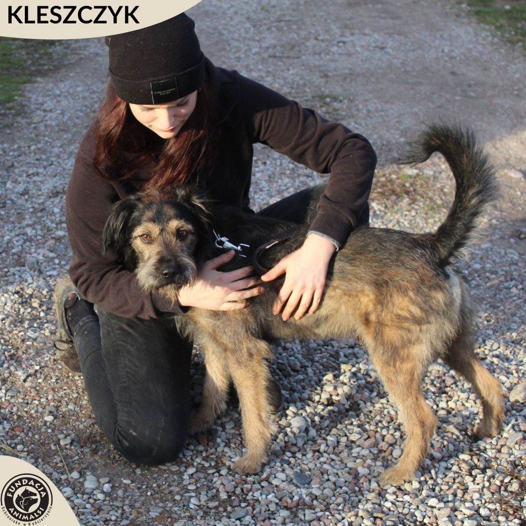 Kleszczyk-pokochaj go.