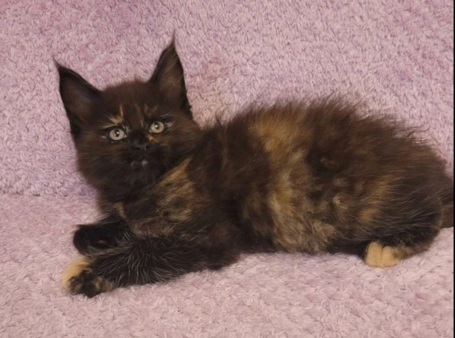 котята мейн-кунов из  международного питомника