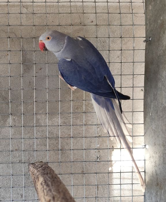 Violeta cc fêmea de 2021