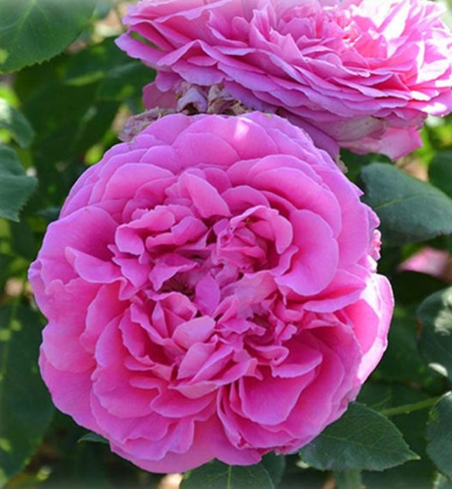 Троянда Поль Нейрон