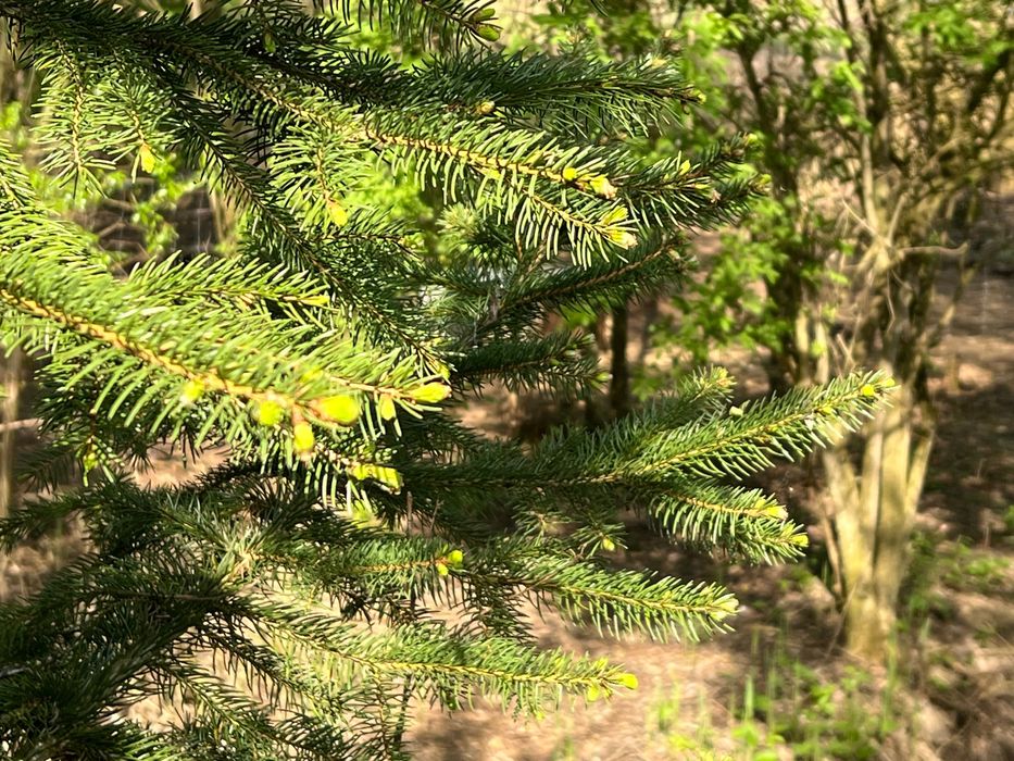 Eko Jaka swojskie z naturalnego howu bez paszy