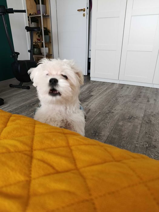 Sprzedam psa Maltańczyk 1500