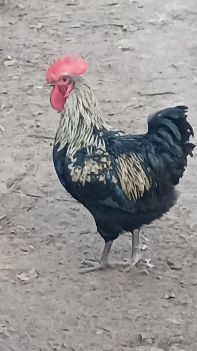 Jajka legowe kur niosek mix odmian