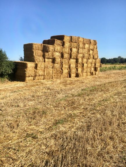 Słoma duża kostka/ bele prostopadłościenne