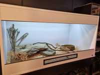 Terrarium 120x60x60 dla jaszczurki agamy gekona