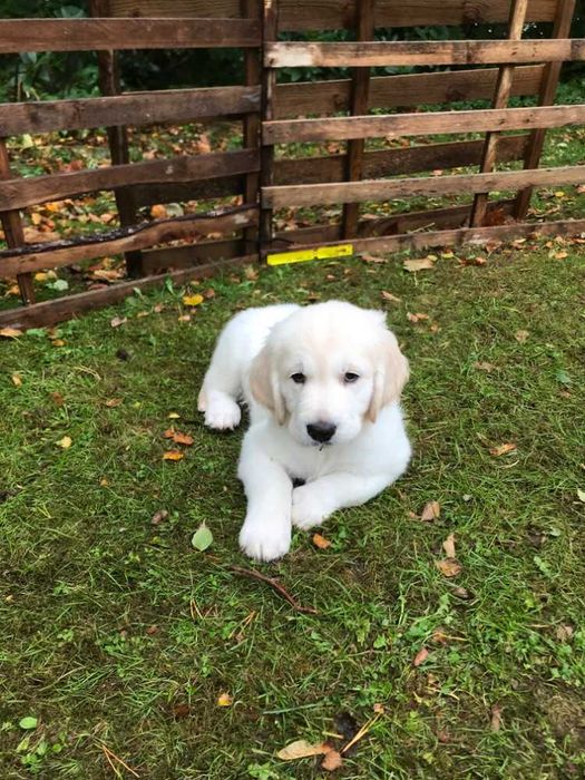 golden retriever