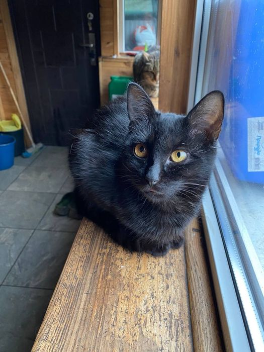 Чорненький котик Зевс шукає дім.