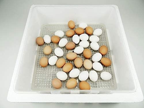 Chocadeira 60 ovos automática - NOVA GARANTIA  3 ANOS