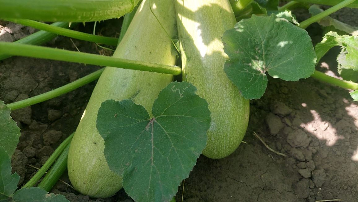 Продаємо кабачки